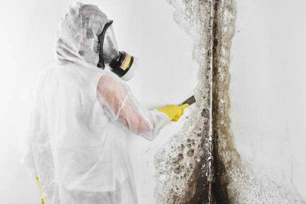 Best Certified Mold Removal  in Penn Valley, CA