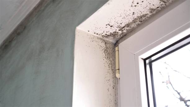 Professional Mold Removal in Penn Valley, CA