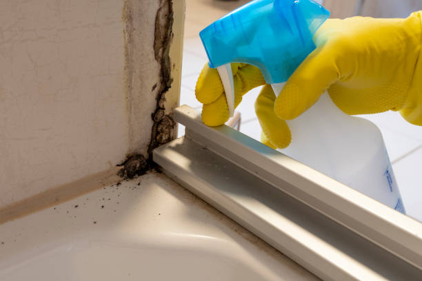 Best Mold Cleaning Services  in Penn Valley, CA