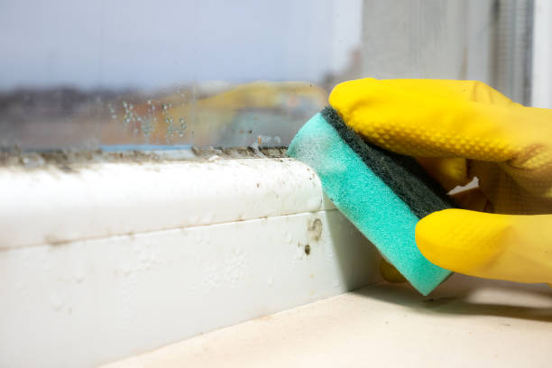 Best Fast Mold Removal  in Penn Valley, CA