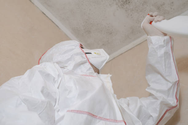 Best Mold Damage Repair  in Penn Valley, CA