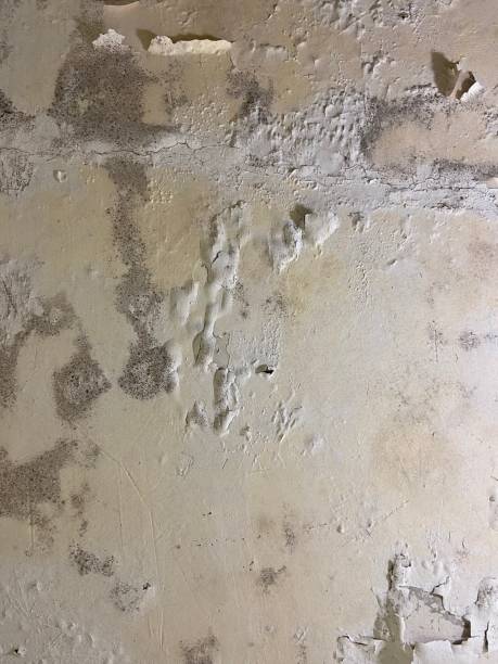 Best Home Mold Removal  in Penn Valley, CA