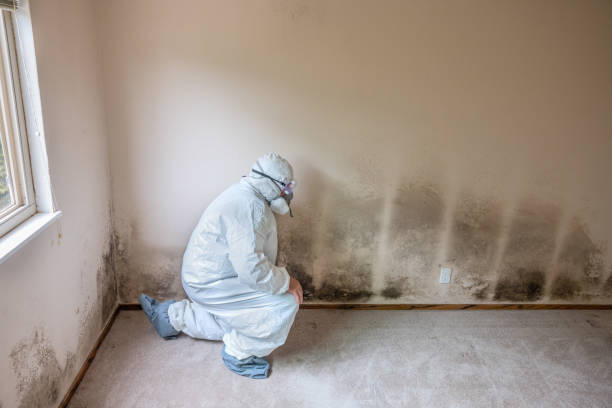 Attic Mold Removal in Penn Valley, CA