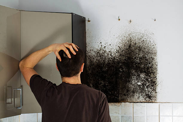 Best Mold Testing  in Penn Valley, CA