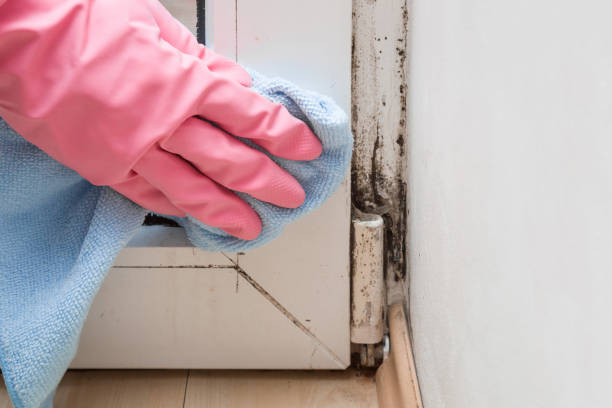 Best Attic Mold Removal  in Penn Valley, CA