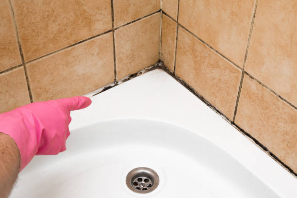 Best Same-Day Mold Removal  in Penn Valley, CA